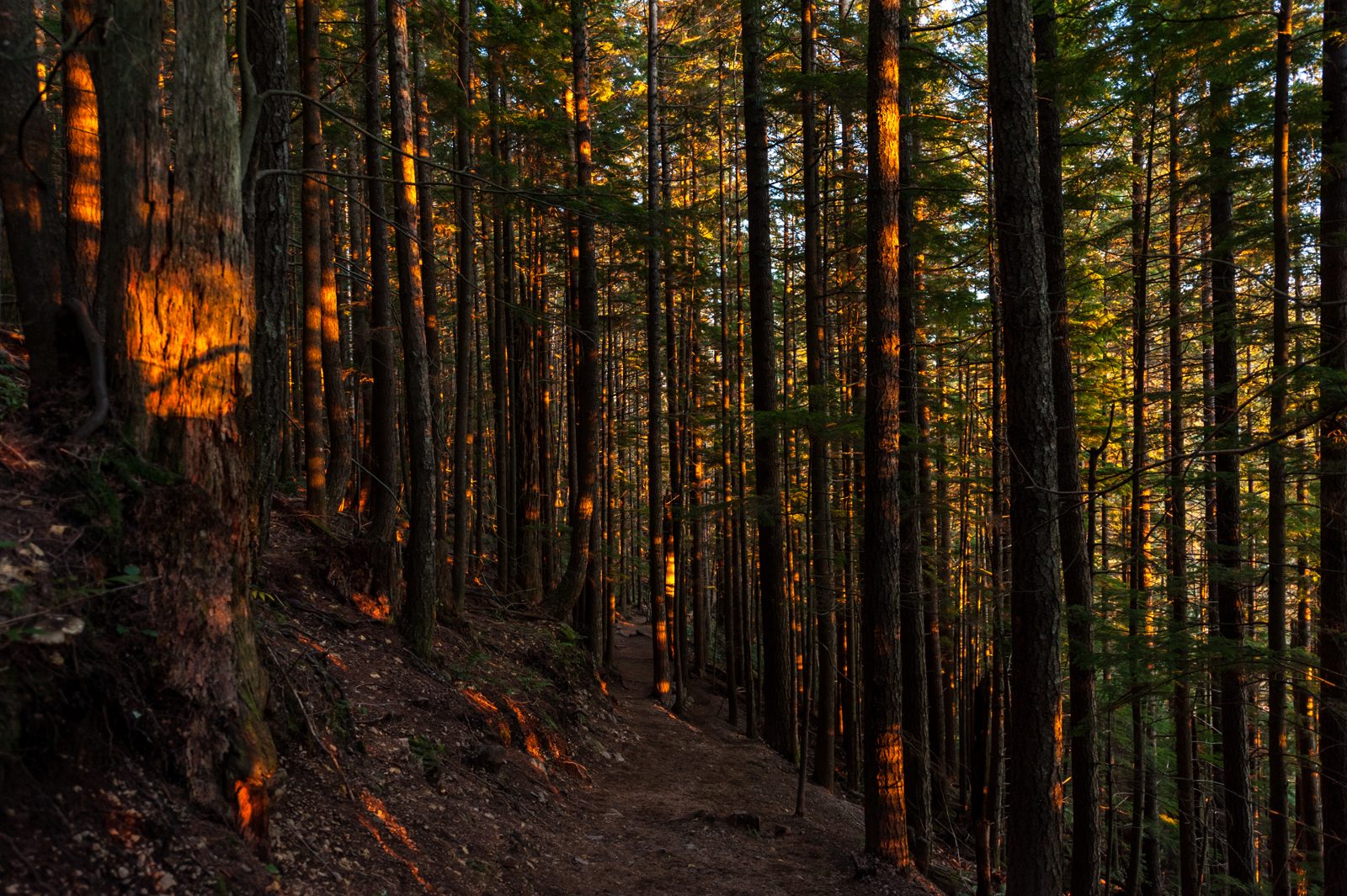 Sendero entre árboles altos en un bosque al atardecer