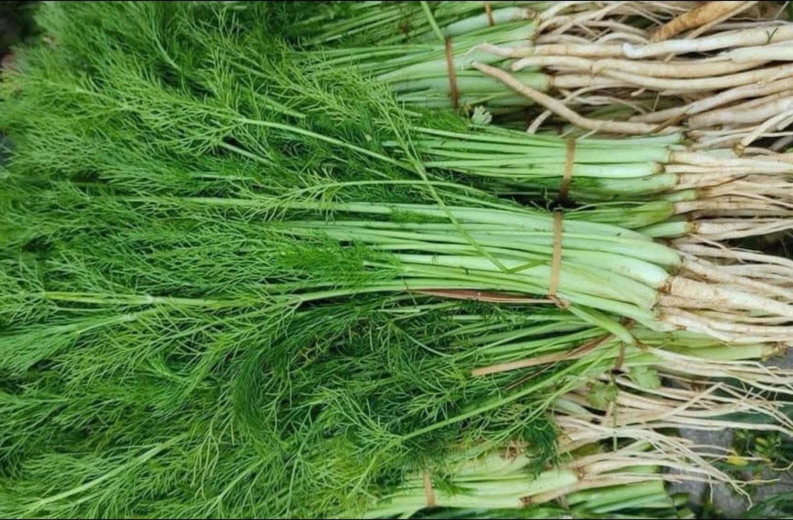 Infusión de hinojo: para qué sirve, gases y cómo prepararla
